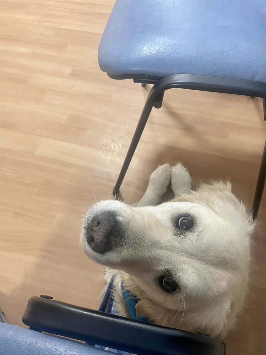 #Hospital visits for my veteran can be triggering - but not with me by his side. Here’s me doing the under command and ready for a reassuring chin rub or ear tickle which calms him down and I enjoy. #assistancedog #assistancedogsuk #assistancedogs