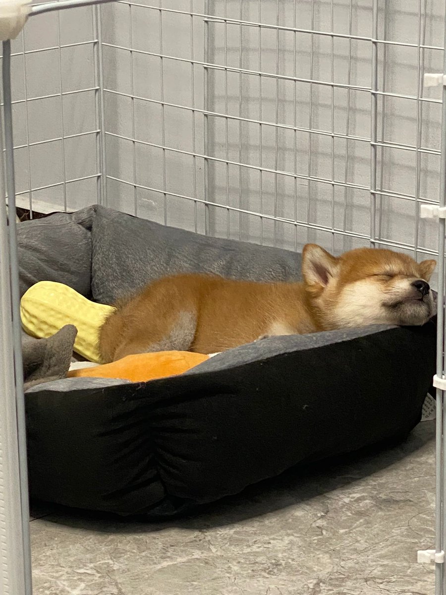 hdUyMC's tweet photo. 眠る柴ちゃんの夢にはどんなものがありますか💤
やっぱり寝てる柴ちゃんが一番いい子なんですよハハハ
#柴犬のいる生活 #かわいいペットです https://t.co/fo3ZkLtwQt