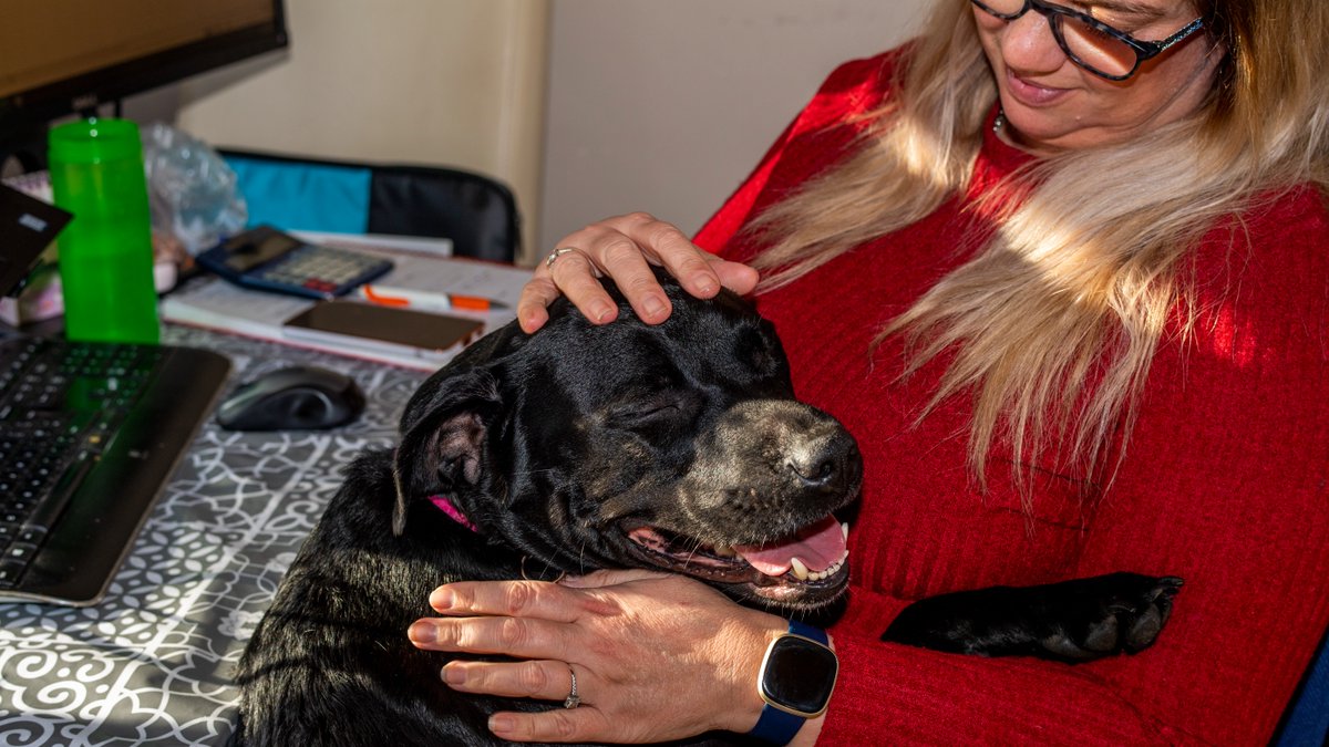Battersea_'s tweet photo. 🚨 Calling all animal lovers! 🚨

We’re asking Battersea supporters to email the Housing Secretary @michaelgove to urge the Government to bring planned rental reform legislation in England to Parliament to support more pet friendly housing. Sign up here 👉 https://t.co/xNvt4qdFg2 https://t.co/XR4EDUKM1y
