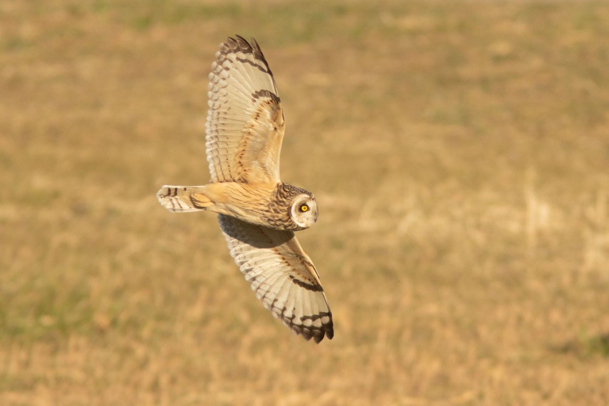 NNT_birder's tweet photo. 久々の鳥見で過去最高のコミミズクが撮れました！！！
---
#コミミズク
#野張
#野鳥撮影
#Bard https://t.co/bz0pLfZwez