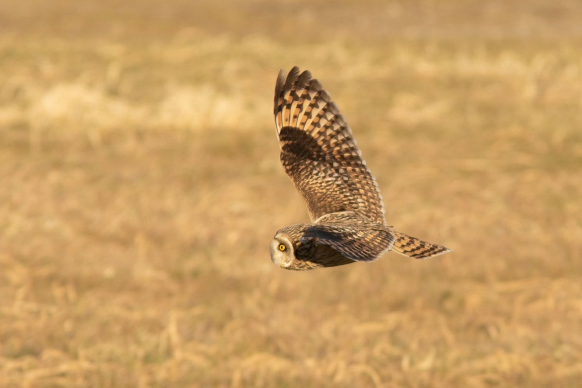 NNT_birder's tweet photo. 久々の鳥見で過去最高のコミミズクが撮れました！！！
---
#コミミズク
#野張
#野鳥撮影
#Bard https://t.co/bz0pLfZwez