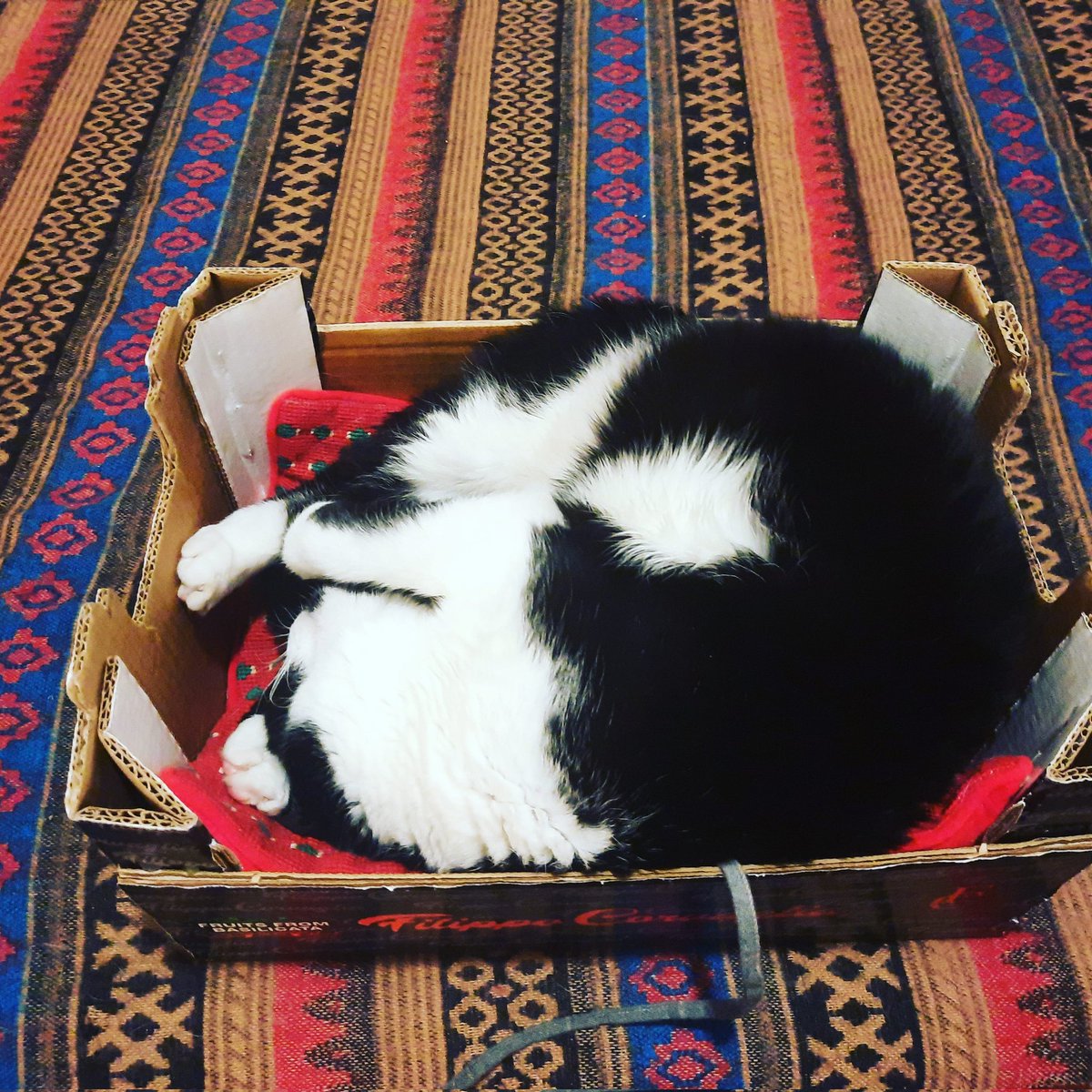 marfoglia's tweet photo. Il mio gatto uroboro.. accolto a marzo 2020 gatto Gigio (nome orribile ma riconosce il suono.) . Micio pandemico  e salvifico #festadelgatto https://t.co/nxQBoXPhMm