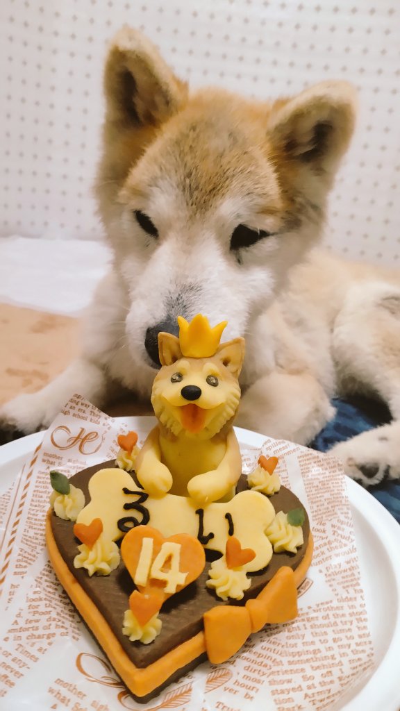 arukapon's tweet photo. 14歳のお誕生日おめでとう!! https://t.co/3lePWzMLdr