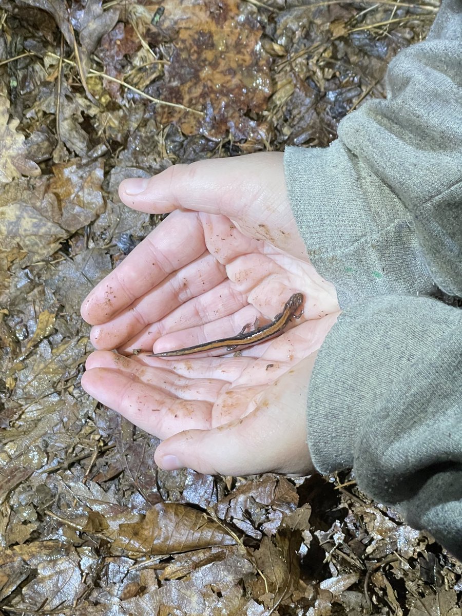 correllscience's tweet photo. Took #minicorrellscience to @TheCliftonInst last night for their Salamander Walk and it was SO WORTH IT! We saw spotted salamanders, Jefferson sals, Eastern newts, spring peeper frogs &amp; wood frogs in the vernal pools. She spotted and held a few red backed sals along the way. https://t.co/u4CyTXpt2S