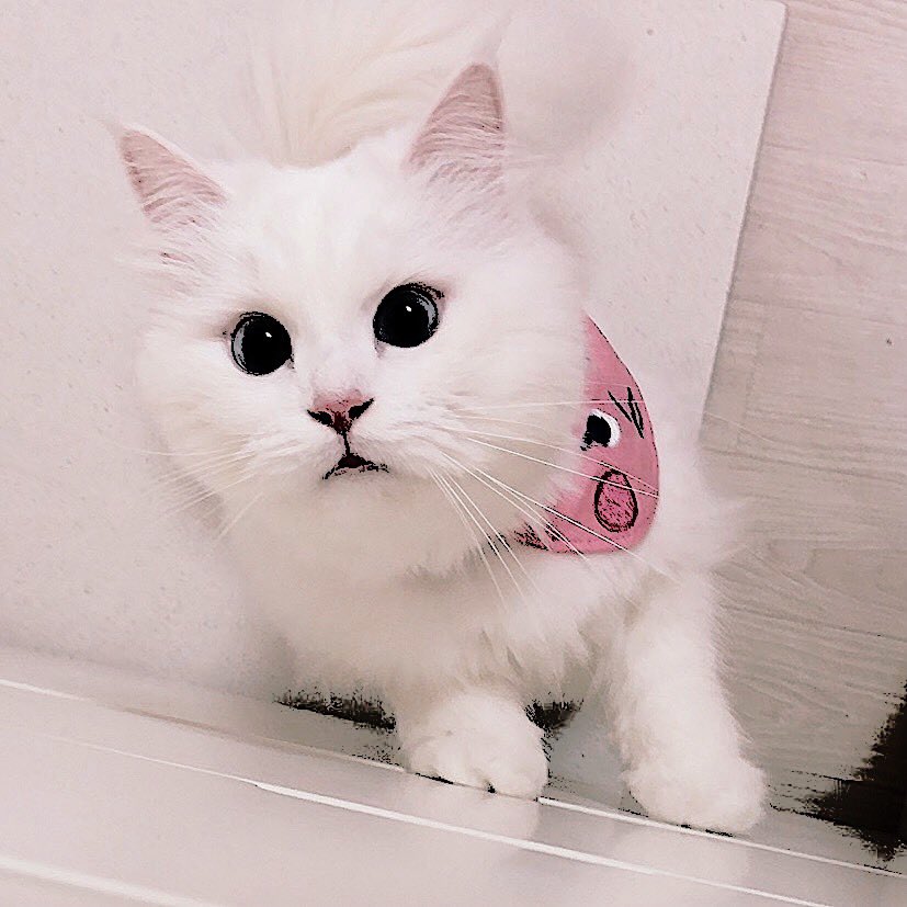 ⠀
 
             ﹒꒰۪۪۫✦𑁬 VIA SNS UPDATE。 🌷
           FRI, JAN 17 ╱ #⃝new_post ☻ ꔛ .ᐟ.ᐟ
            ❝ Rushing heading home and settled to make some churros for no reason and yes with Lily’s little help being cute。❞

ㅤ