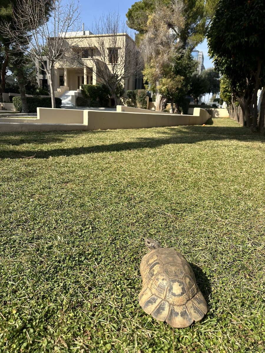 A beautiful day - the #ENISA pets are enjoying the warmth 🐢☀️