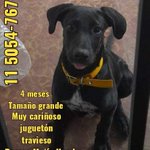 Photo by ACPLA - Asociacion Civil Por Los Animales (@_ACPLA)