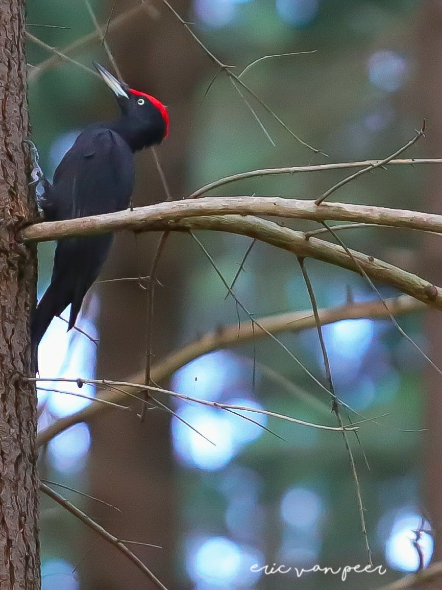 Nollie70's tweet image. Heb de zwarte specht voor #februarivogelmaand vandaag 🙂