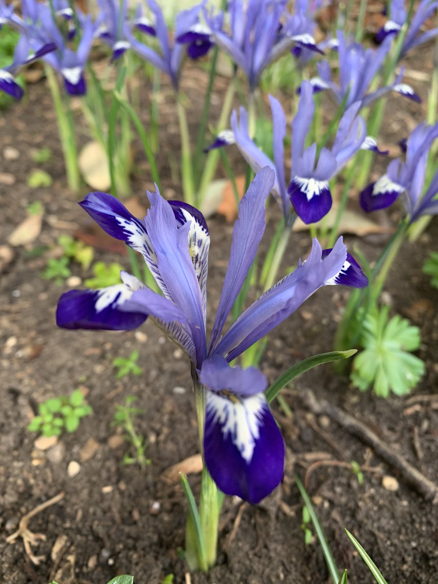 Spring is round the corner. These pretty flowers have been spotted in Third Court, Christ's College, Cambridge. It's going to look stunning in full bloom. #GardeningTwitter  #gardens  #ChristsCollege #flowerphotography #spring #gardening

christscollegehospitality.co.uk