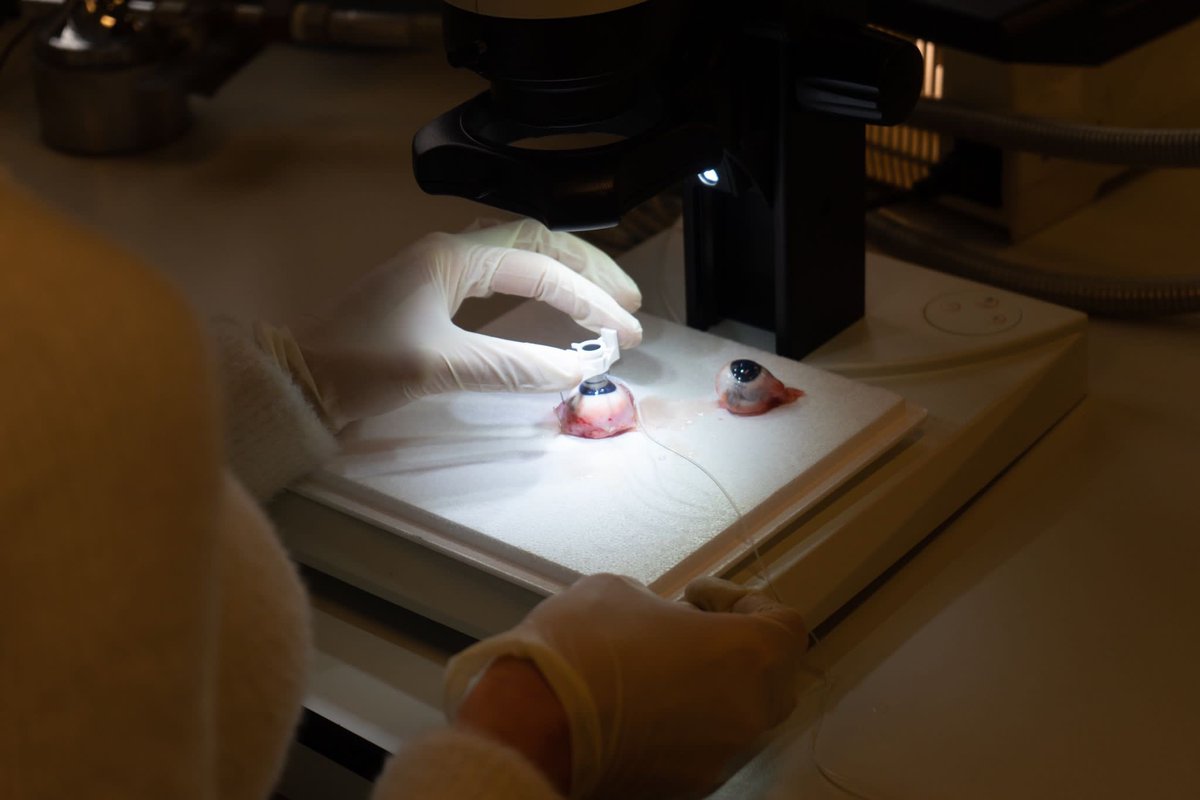 Gimbernat Surgical Society tweet media