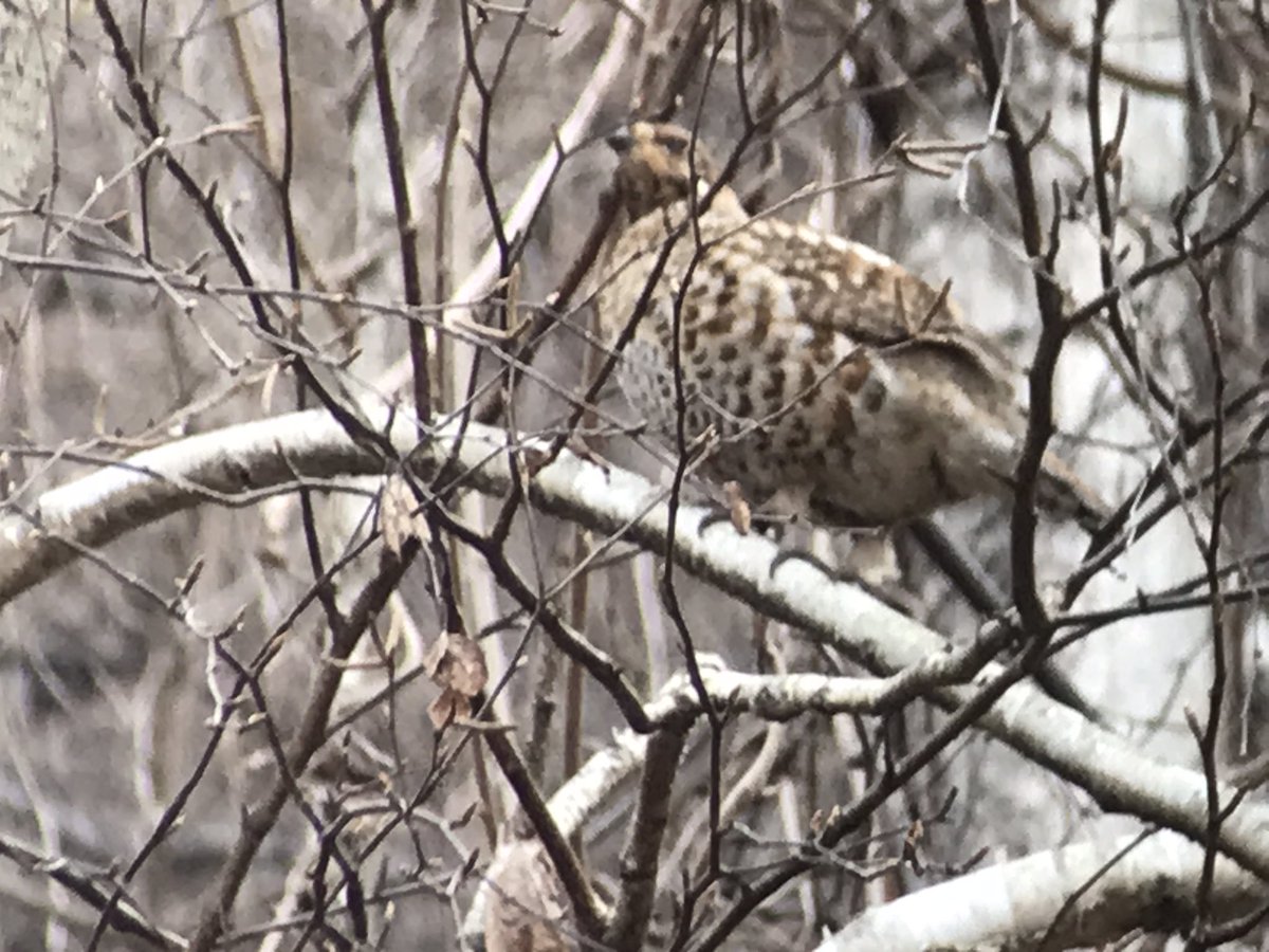 OuseFenBirder now on Bluesky tweet media