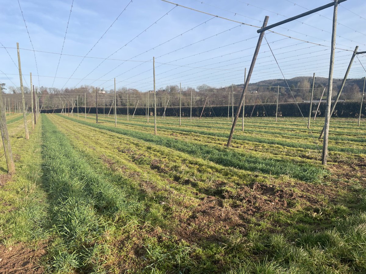 British hop farmers are committed to cultivating hops sustainably - using green cover crops for soil structure improvement. This prevents water run-off during the cold winter months &amp; ensures a healthy harvest of high quality ingredients used in delicious beers around the world!