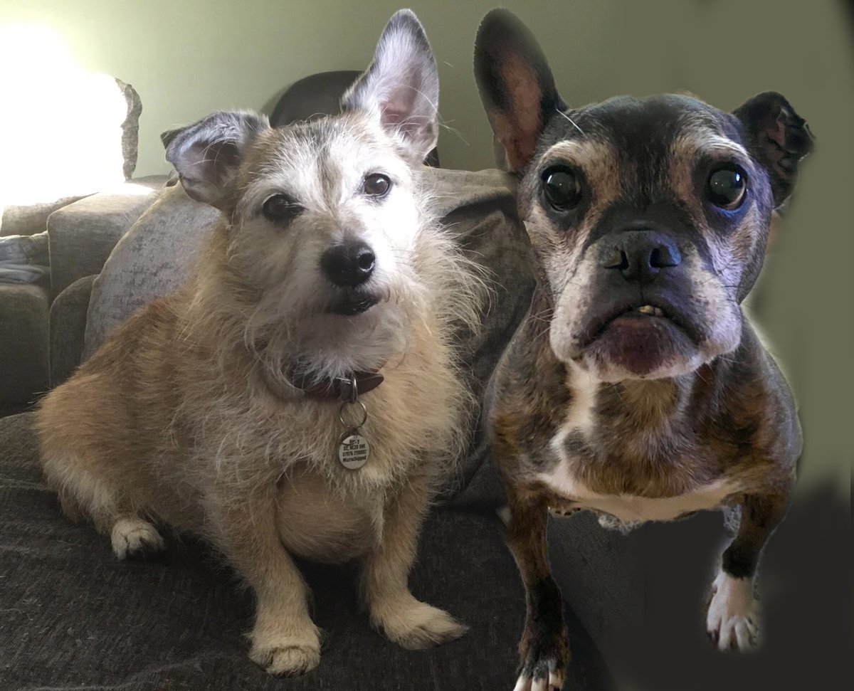 OttoPuddles's tweet photo. #FlyByFriday - Remembering Angel Otto and also Angel Harry @HarrynPogue ❤️❤️😭😭💔💔🌈🌈 https://t.co/d0SFDQZJME