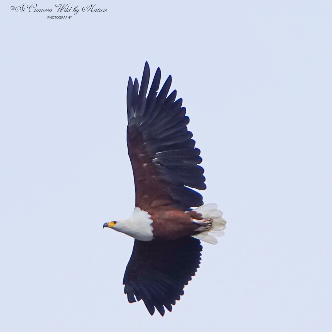 overbergcrane's tweet photo. #FeatherFriday: The graceful #AfricanFishEagle (𝘏𝘢𝘭𝘪𝘢𝘦𝘦𝘵𝘶𝘴 𝘷𝘰𝘤𝘪𝘧𝘦𝘳), captured by Si Cunneen, occur throughout much of Africa. They also enjoy our #Overberg landscape with its dams and #wetlands, since they are fond of areas close to the water.
#BirdlifeSA https://t.co/GoeCGLGI1E