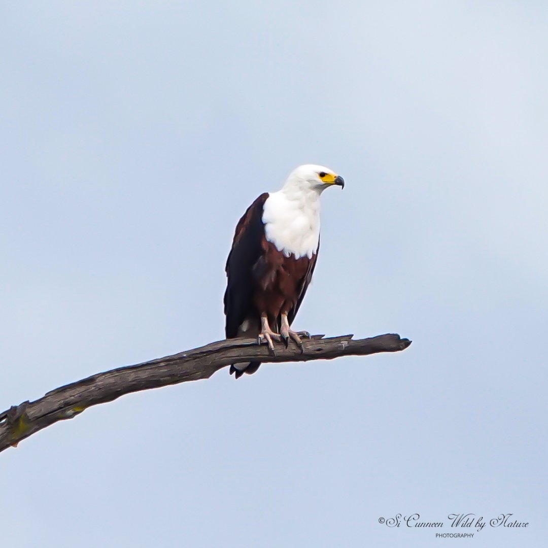 overbergcrane's tweet photo. #FeatherFriday: The graceful #AfricanFishEagle (𝘏𝘢𝘭𝘪𝘢𝘦𝘦𝘵𝘶𝘴 𝘷𝘰𝘤𝘪𝘧𝘦𝘳), captured by Si Cunneen, occur throughout much of Africa. They also enjoy our #Overberg landscape with its dams and #wetlands, since they are fond of areas close to the water.
#BirdlifeSA https://t.co/GoeCGLGI1E