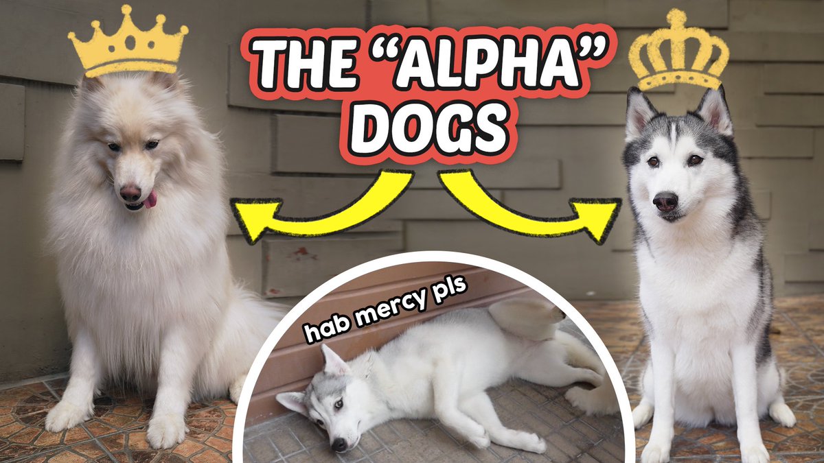 *NEW UPLOAD* 👑🐶
Husky PUPPY meets "THE ALPHA DOGS" for the first time!

YT Link: youtu.be/3_RT6-0Q358