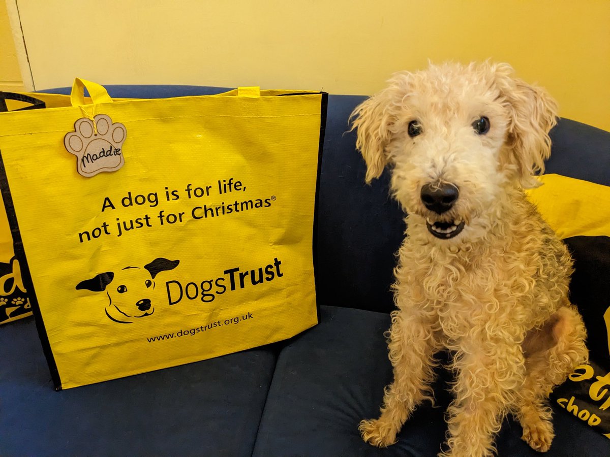 It was time for Maddie to pack her big yellow bag 💼🐶 and head to her fur-ever home 🥰🏡 for lots of hugs 🤗 @dogstrust 
#bedlingtonterrier  #adoptdontshop 
#bagpacked
#terrier