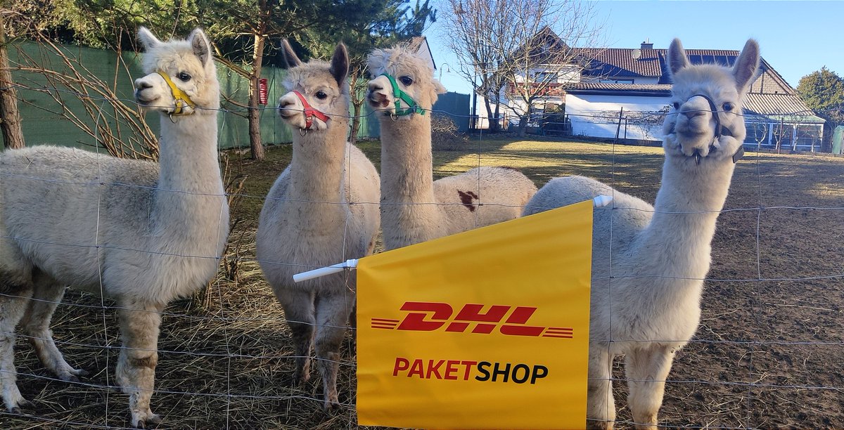 dpdhl_dus's tweet photo. Auch für uns als @DeutschePostDHL stellt unser neuer #Paketshop mit Sandras Eifler #Alpakas in #Hoffeld schon eine exotische und süße Besonderheit dar. Wer die ganze Geschichte lesen will, sollte einfach unseren #Medienservice Regional anklicken: https://t.co/3qrgtqi8eX https://t.co/AnKg9mRfsS