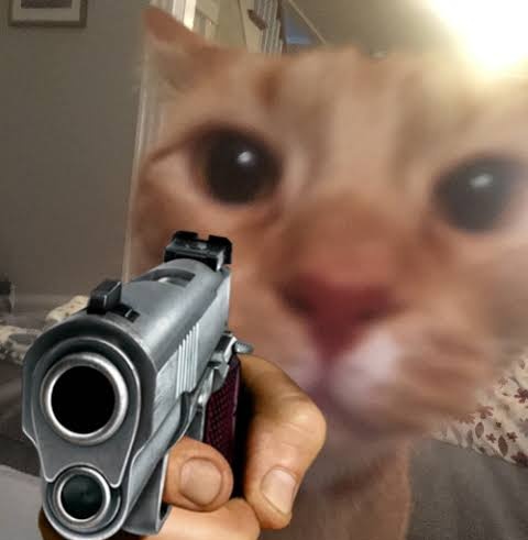 meltedvideos's tweet photo. Hoje é o dia do gato. Poste uma foto do seu GATO https://t.co/n1XQp8yWvz
