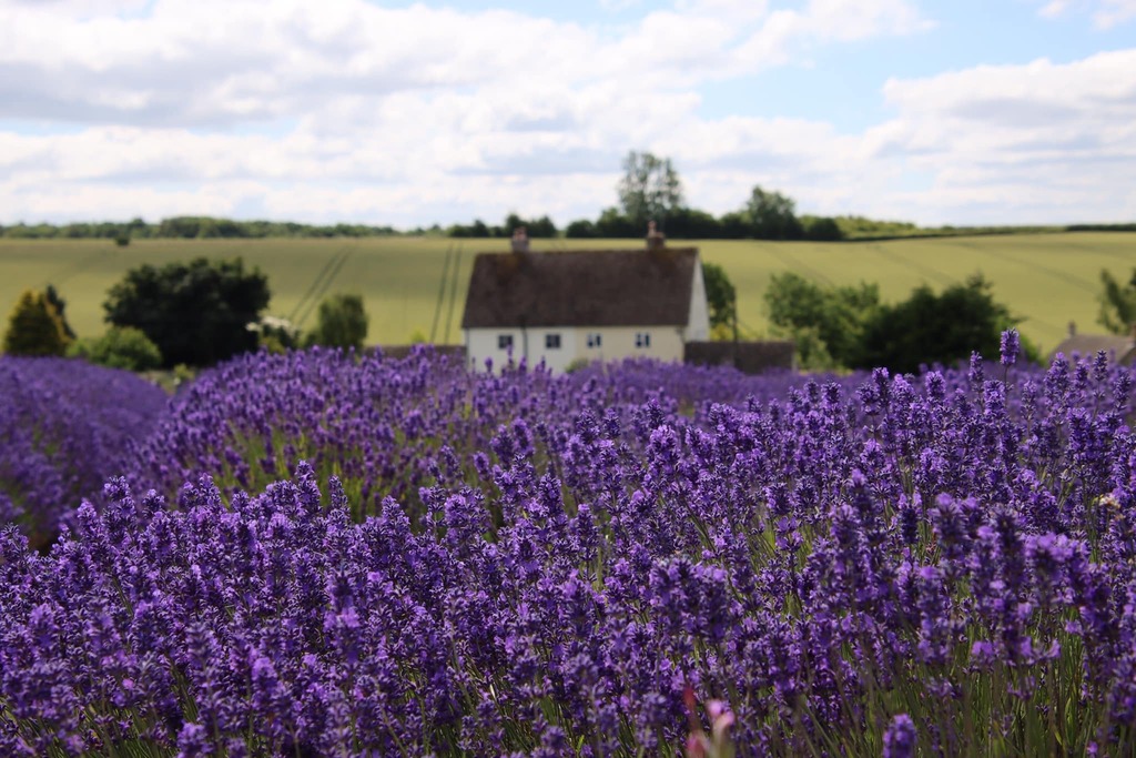 We've got beautiful blue skies here today, which gets us in the mood for Summer!

 #cotswoldbusiness #cotswoldshopsmall #cotswoldsmallbusinessowner #shopsmallcotswolds #supportlocalcotswolds #businesscotswolds #supportsmallbusinesscotswolds #smallbusines… instagr.am/p/CowyDCJI2lB/