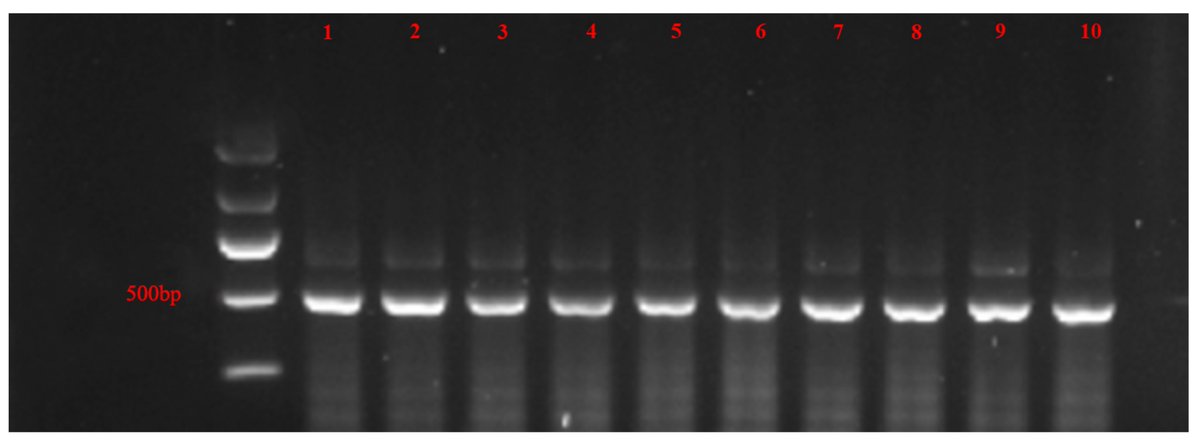 Horticul_MDPI's tweet photo. #Horticulturae - New Published Paper๐
๐Title : #Tomato #Chlorosis #Virus (ToCV) #Infection Induced the Resistance of #Bemisia #tabaci to Two #Insecticides: Pyrethroids and Flupyradifurone.
โ๏ธPaper written by: Jisong Zhang et al.
๐Link: https://t.co/jBpgIpds8I
#science https://t.co/ACPCwK2bWB