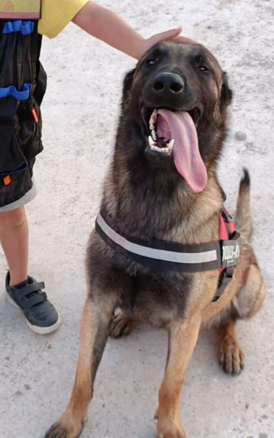 policia's tweet photo. Este adorable Pastor Belga Malinois 🐕‍🦺 con cara de "quiero jugar" busca una familia que lo quiera 💖

🐾 Se llama Hannibal

🐾 Tiene 1 añito

🐾 Es muy sociable 

¿Te animas a darle un hogar?👇
https://t.co/BWfq66qxXD 

We💙#Animals https://t.co/0J4QRf4ZS4