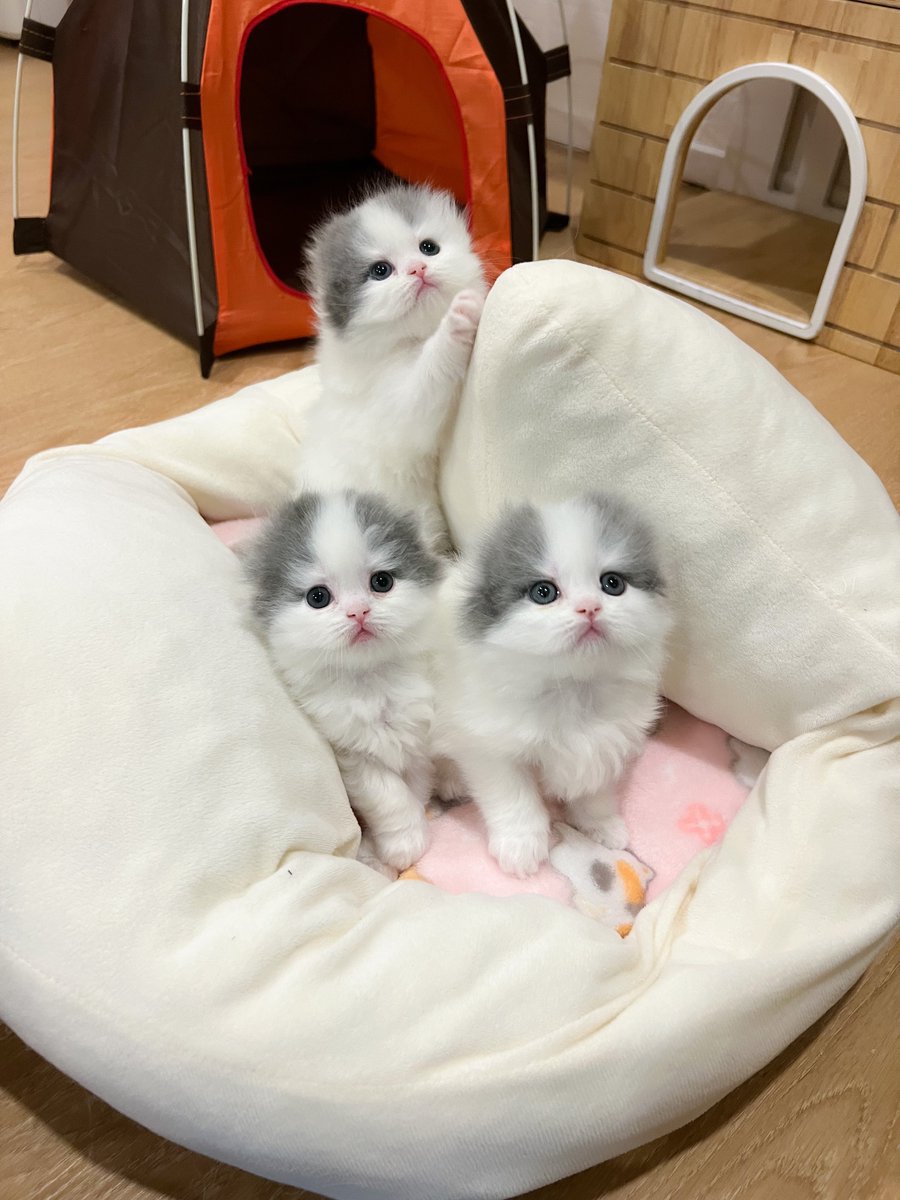 หนูนิดมีน้องเป็นโหล tweet media