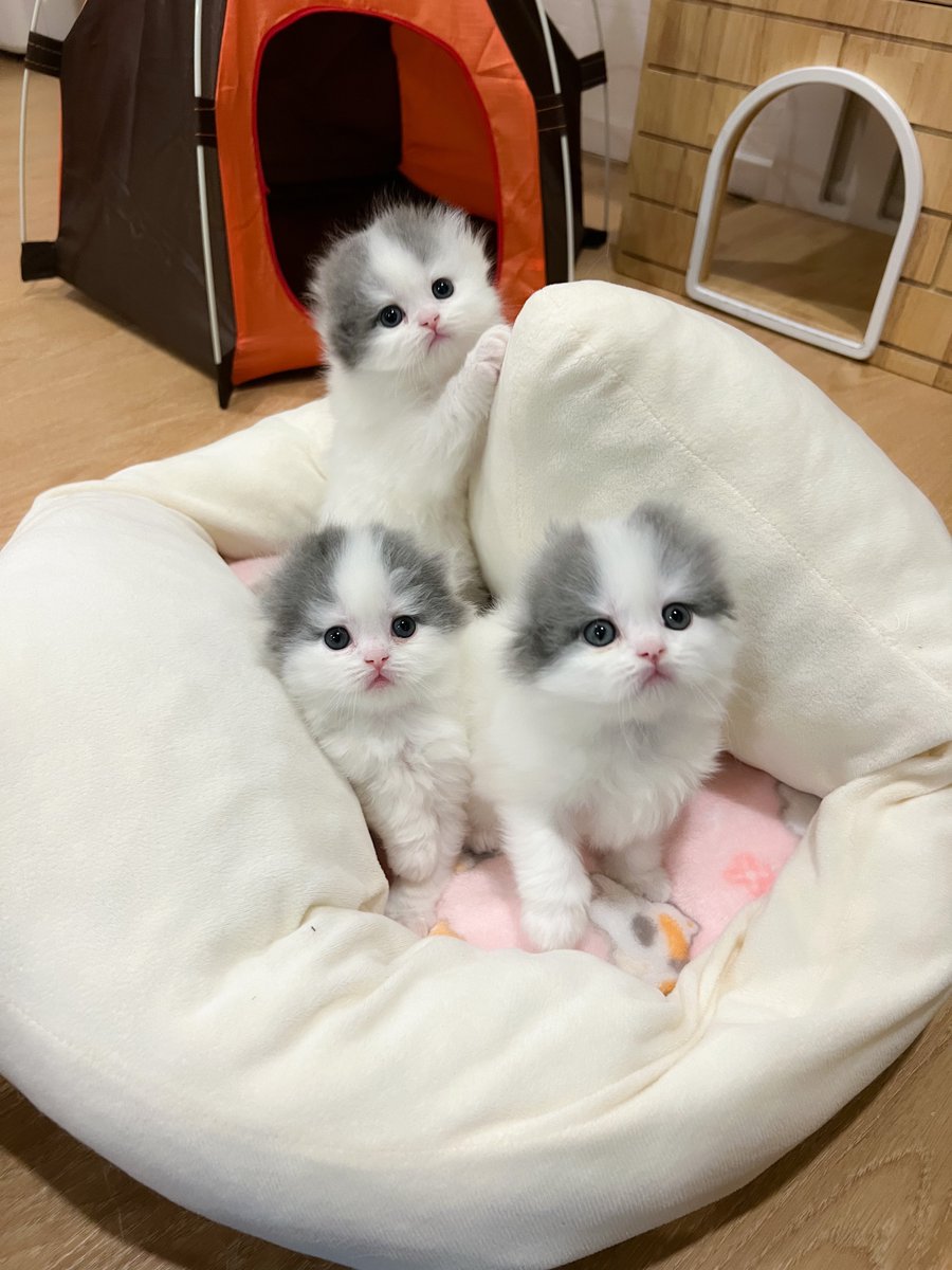หนูนิดมีน้องเป็นโหล tweet media