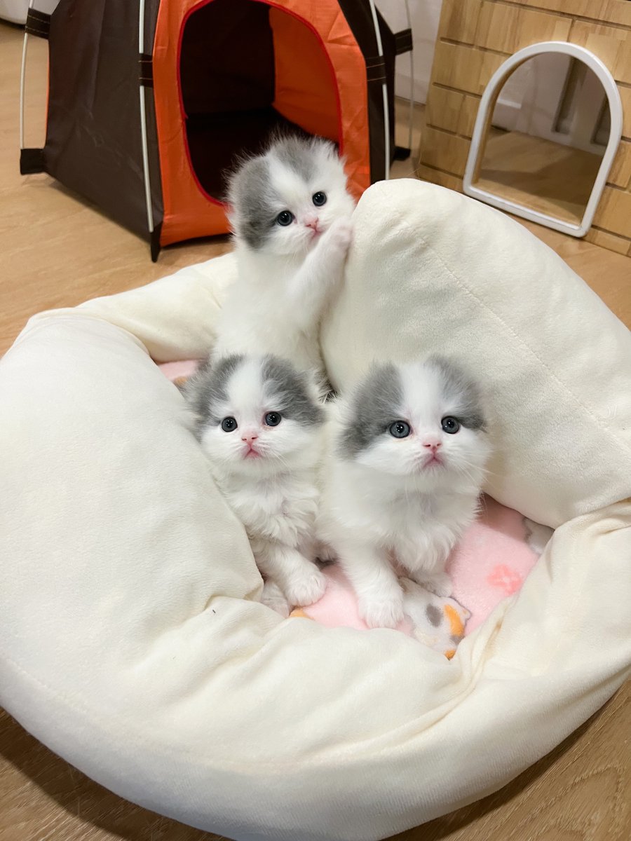 หนูนิดมีน้องเป็นโหล tweet media