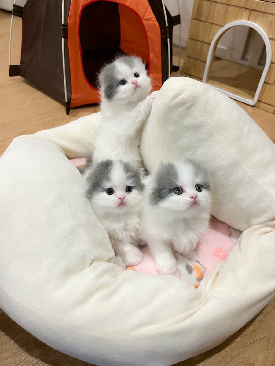 หนูนิดมีน้องเป็นโหล tweet media