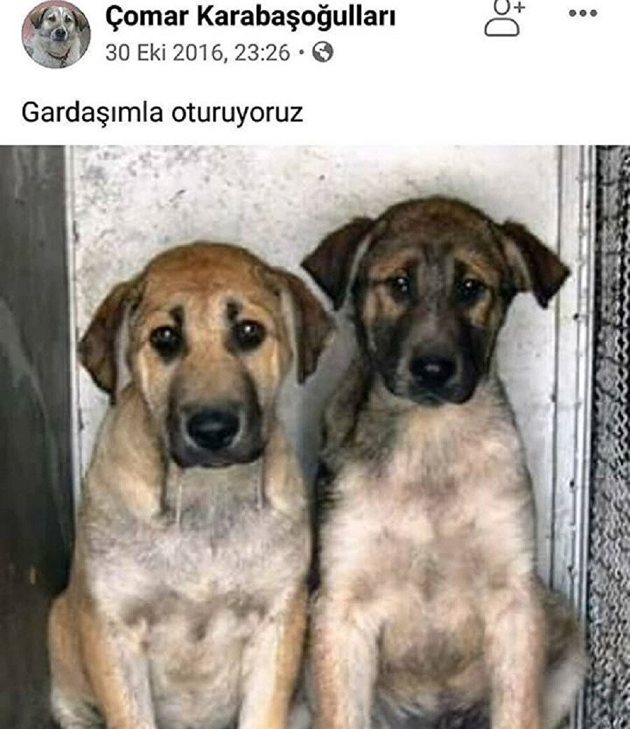 atom_cimbom1905's tweet photo. Zakharyan ve dybala haberlerinden sonra fb ve bjk tayfanın durum https://t.co/mdsRaruYqs