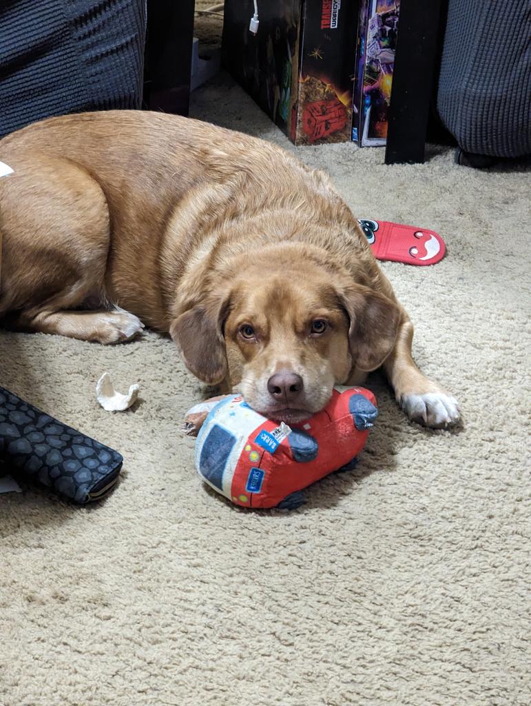 sheal_t's tweet photo. Just a good boy doing good boy things. #RussettPotato #GoodBoy #Puppers #GoodPupper @NaMo9o5 https://t.co/7m5xirhj49