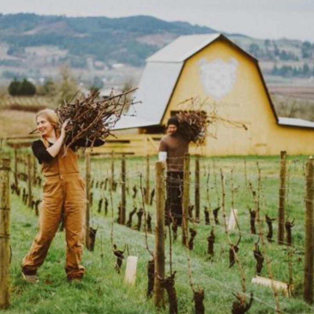 THE RETURN OF 'OLD STONES' CHARDONNAY... Long a favourite of Roberson - and our customers - Bergström's latest release of 'Old Stones' is another glorious vintage robersonwine.com/old-stones-cha…