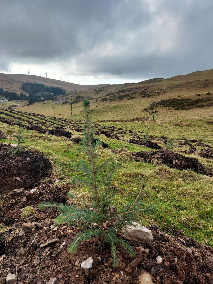 We have been quiet recently on social media, but been very busy across the business for our clients with a range of #timberharvesting and some sizable #woodlandcreation sites. Its great to work on woodlands through their life and design and plant woodlands for the next generation