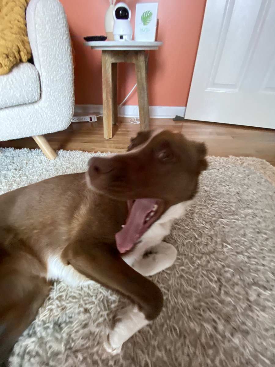 bignosebluffton's tweet photo. my friday face! https://t.co/L7UBPrxoU5