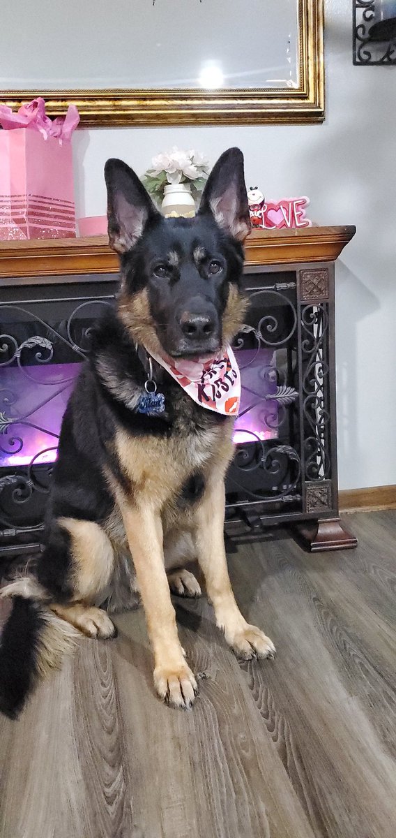 Titan The Shepherd (@titan_shepherd) / Posts / X