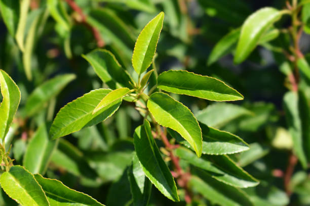 biggreenplant's tweet photo. We currently have some fantastic deals on rootballed Portuguese laurel hedging! Drop us an email or DM for more prices and info #rootballs #sale #hedging #planting #landscaping #gardendesign #thebiggreenplantcentre https://t.co/djXWkgkwem