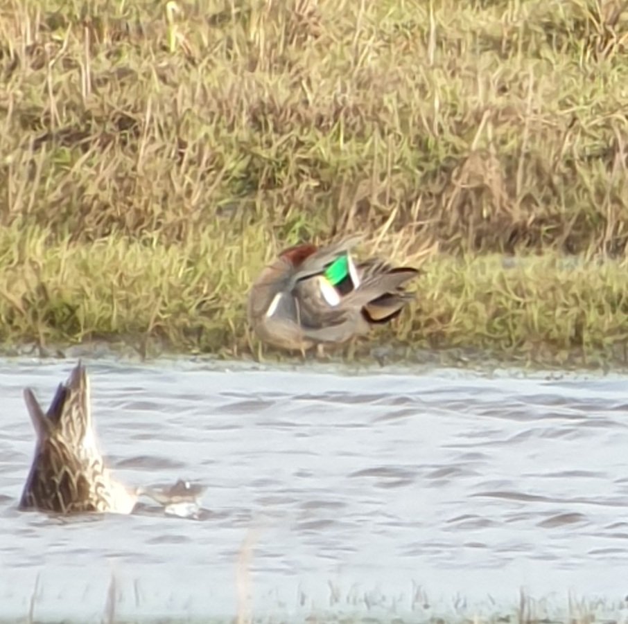 DavidWr38473971's tweet photo. This Green-winged Teal was a great find today, amongst hundreds of Teal. Also booming Bittern, GW Egret, 5 Marsh Harriers, 4 Whoopers, 2 Water Pipit, 2 Chiffchaff at Cors Ddyga @AngBirdNews https://t.co/OI4ls0WFGJ