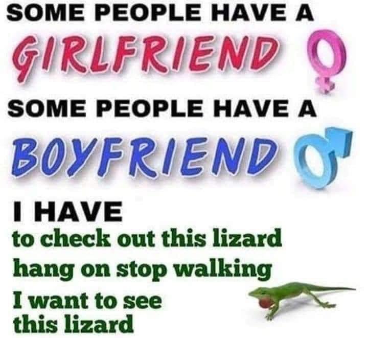 CatAleah tweet media