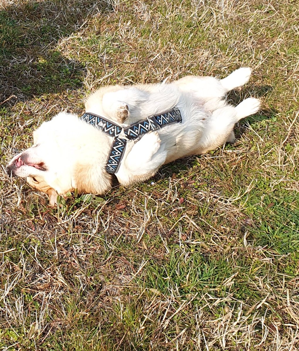 hoos_yerdaddy's tweet photo. Sunbathing ☀
·
·
·
#corgination #dogsofinstagram #sunbathingdog #corgi #sunbathing #corgisofinstagram #sun https://t.co/YgWCuTAzIc