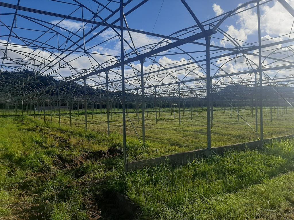 I will be running one of the biggest projects ever 50hactres of greenhouses in March but my strength is not in talking but delivering and i got experts on board <a href="/babatafi/">Ishmael Rupanga</a> <a href="/ChembelaJustice/">Justice Chembela</a> <a href="/PhiriDivah/">Divah Phiri</a> <a href="/PoteDior/">Dior Pote</a> <a href="/FarmDudeZW/">Tinashe Rodney Chitsove 🇿🇼🇰🇪🇷🇼</a> <a href="/riginalty/">Riginalty Phiri</a> <a href="/philip_matombo/">Philip Matombo</a> <a href="/Munya_Mlambo/">Munyaradzi Mlambo</a>