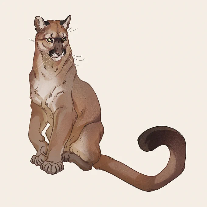 Cougar for #febroary! 