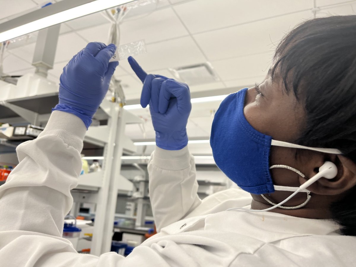MusahLab's tweet photo. Congratulations to Titilola Kalejaiye, who was awarded a Keystone Symposia Scholarship for her work on stem cell-derived kidney organoids! Lola's abstract was also selected for both oral and poster presentations at the meeting. @TitiLolaKaleja1 @KeystoneSymp @MusahLab https://t.co/t63rJRj4xE