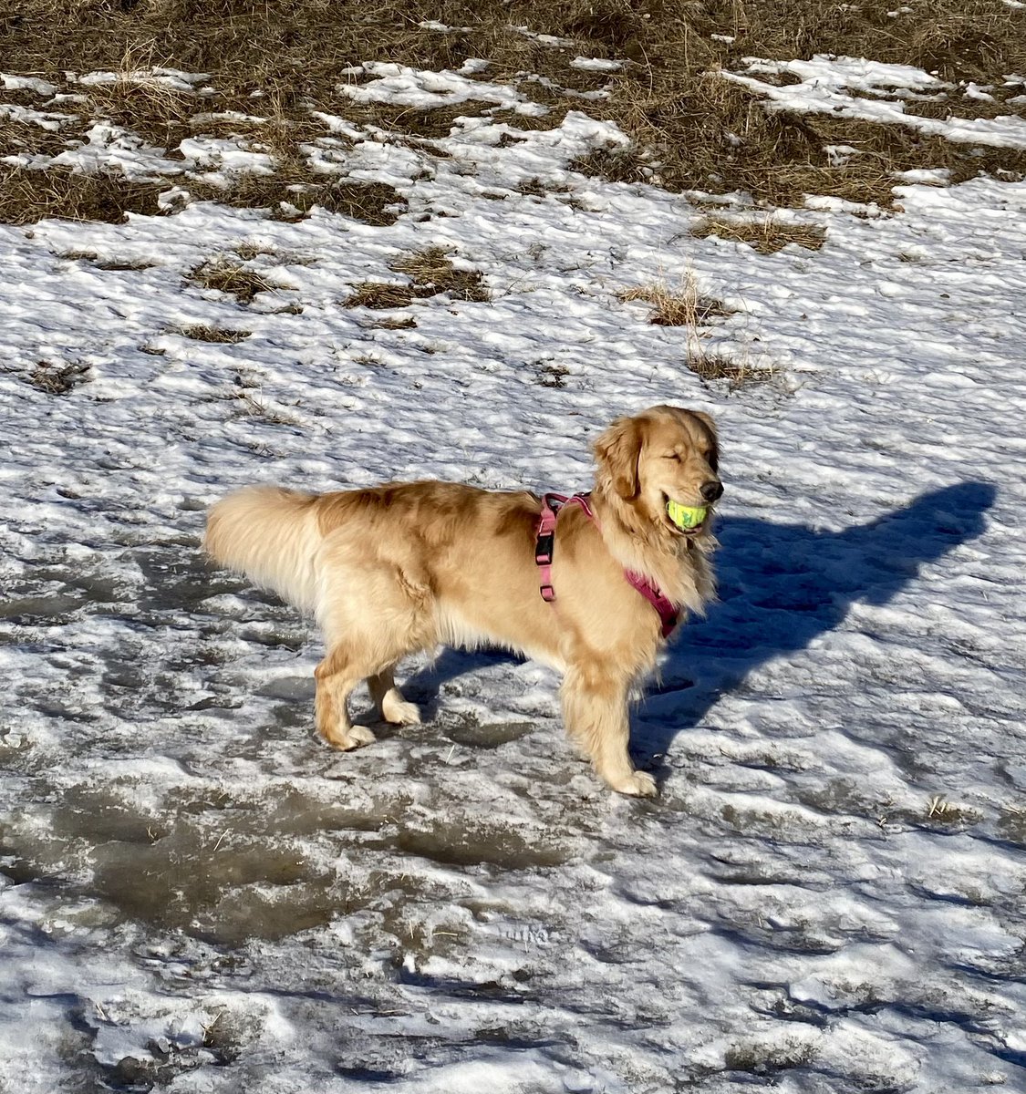 Today I found a ball! I’m so happy! #ellie #dogsoftwitter #goldenretriever
