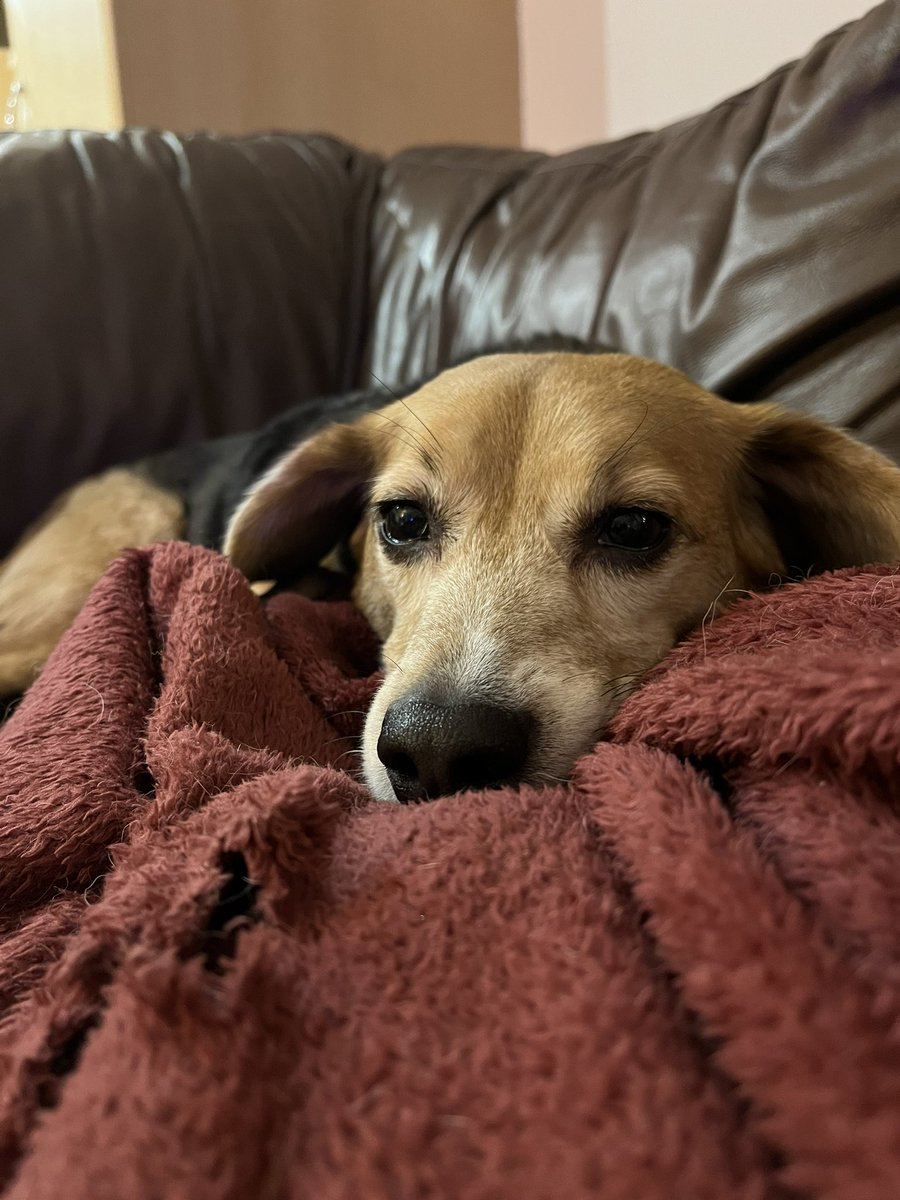 Oggy is a bit sleepy but hims is home 🥰 And hims still got all ov hims teefs 😃 Now wees wait for da lab results from the aspiration 🤞🏻🙏🏻