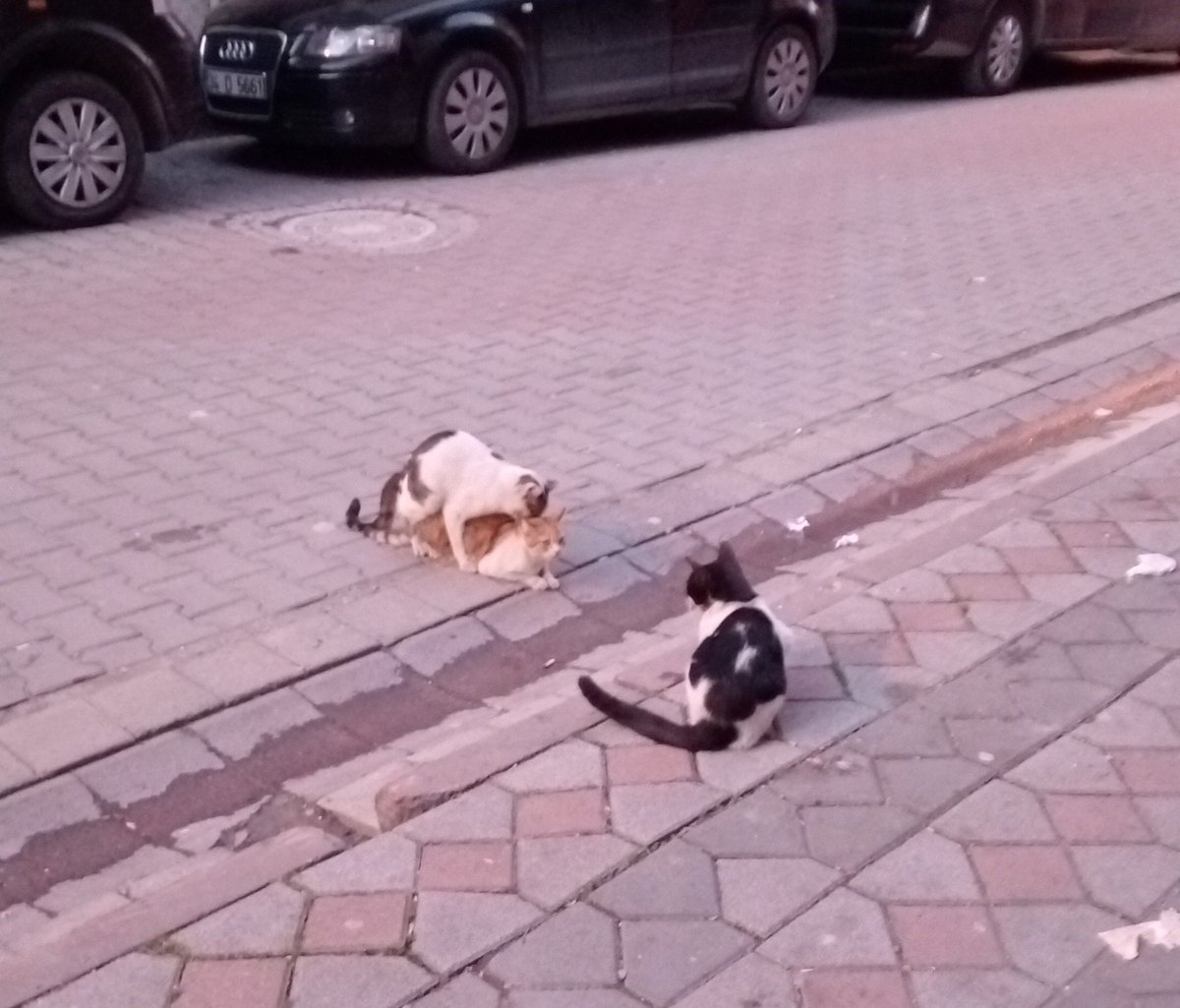 kediler gercekten kalbiniz yok...