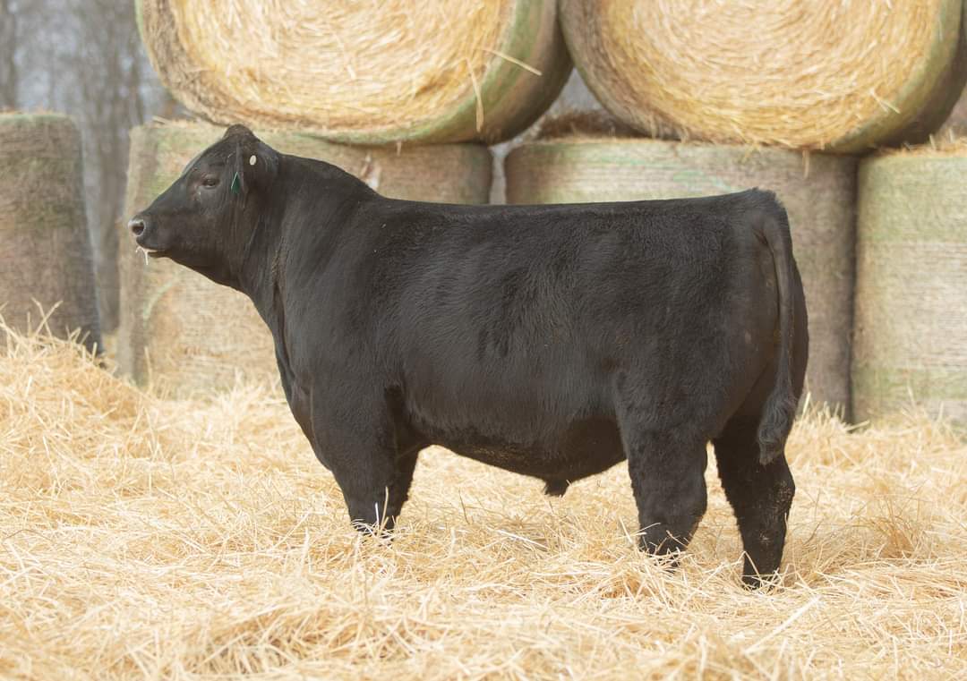 Reg: 20384670 

Herd Bull Authority 

A cow bull with exceptional performance and a proud herd sire look. 203 topped the entire calf crop with his Adj. WW of 914 lb. He is absolutely massive, powerful, and as complete a bull as we have assembled. Sells March 2nd!