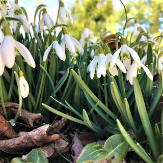Snowdrops, also known as 
“Fair Maid of February” 
blooms through winter snows 
and promises spring 
and new life after winter's cold 
…our-herb-know-how-joanie.blogspot.com/2019/03/snowdr… 
#snowdrops #Spring #snow #westernPennsylvania #REDFriday