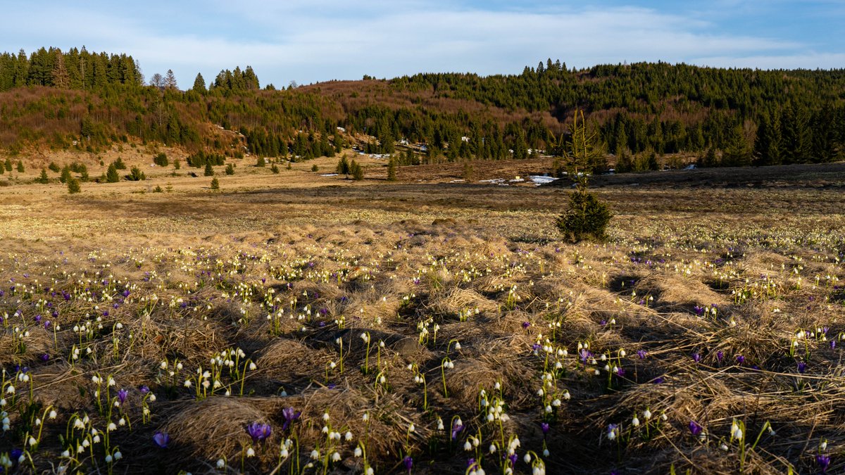 Pixel__Galaxy's tweet photo. Spring is comming! https://t.co/wfjpSxojLC