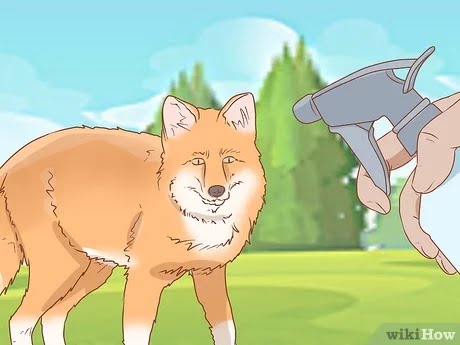 AntlerBoi's tweet photo. @JukeFoxo "WikiHow to stop a fox destroying my house" https://t.co/3RIno9FBNr